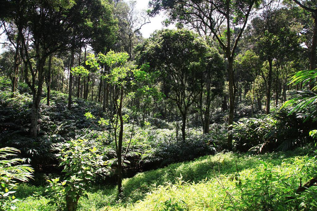 Thekkady Kalarickal Heritage Bungalow Vandanmedu Εξωτερικό φωτογραφία